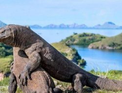 Tiket Masuk Pulau Komodo Berubah Menjadi 3,75 Juta Mulai 1 Agustus 2022 Mendatang.