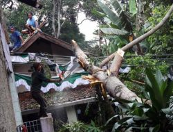 Musibah Pohon Tumbang, Menimpa Acara Pernikahan 1 Orang Meninggal